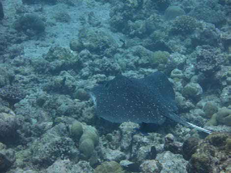A sting ray in Sh. Farukolhu, in the Maldives