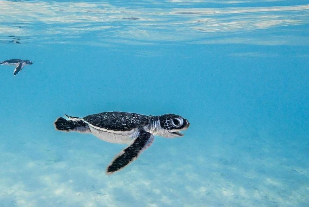 A baby turtle in Con Dao NP