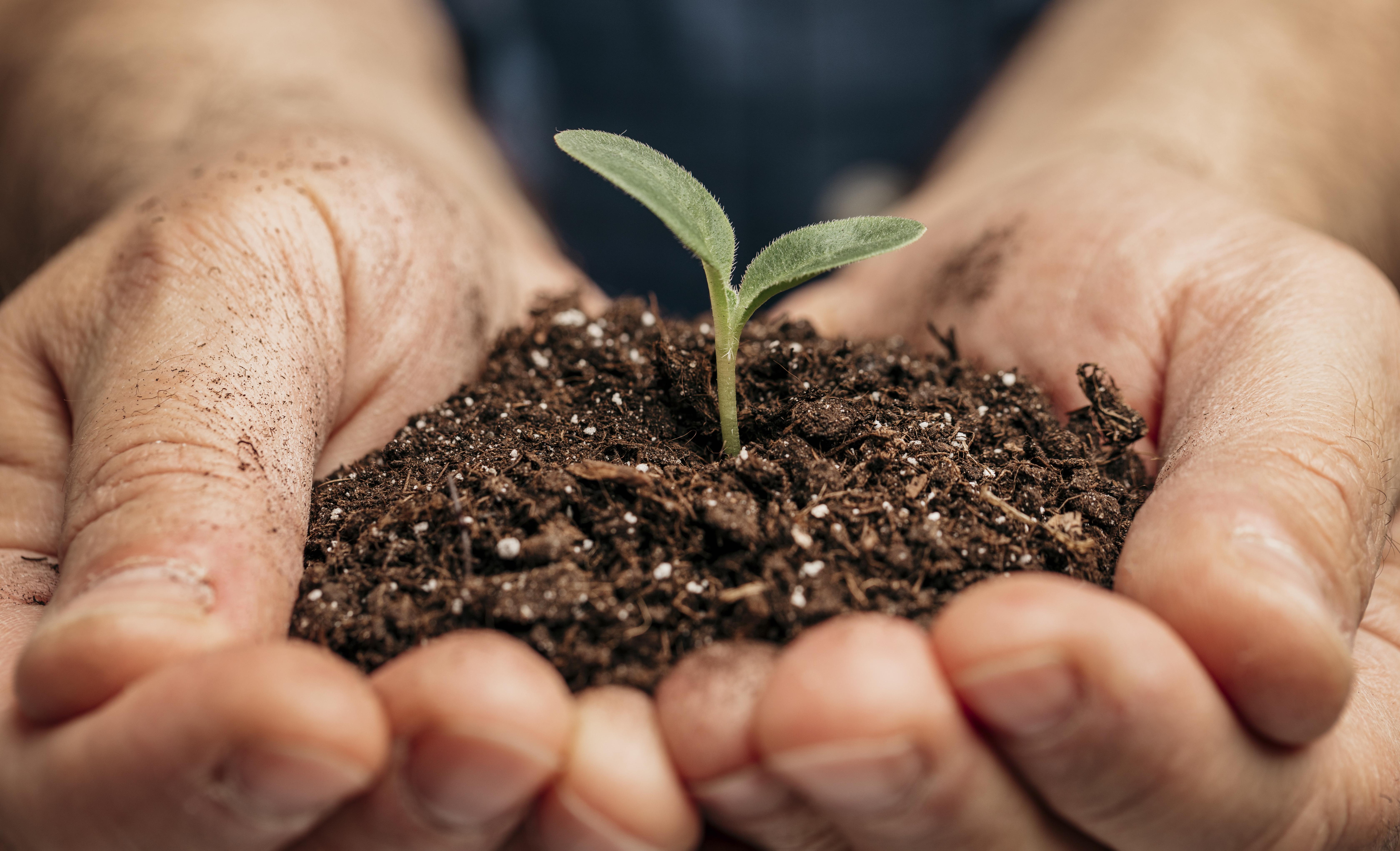 Hands holding plant sprout in a pile of dirt
