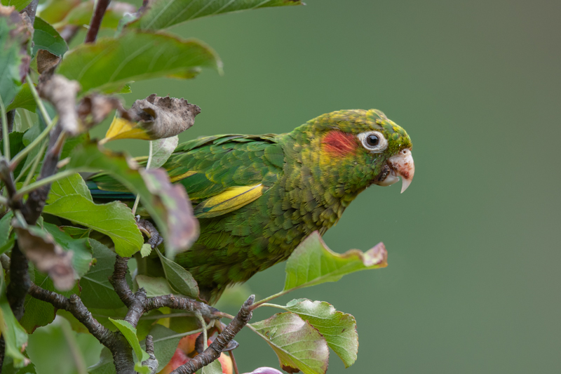 Sulphur-winged Parakeet.jpg