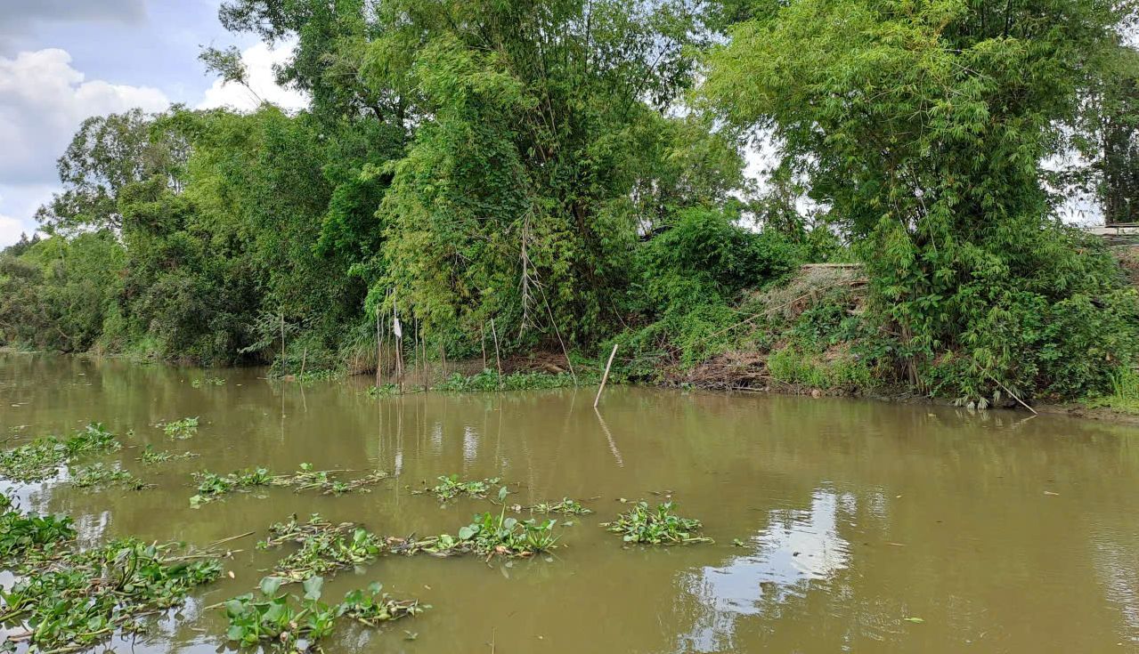 Bamboo helps to control canal erosion in Lang Sen NR 
