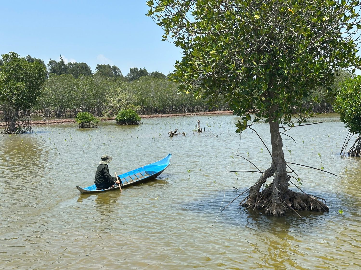 Newly planted mangroves in one contracted household in Vinh Hau Commune, Ca Mau Province 