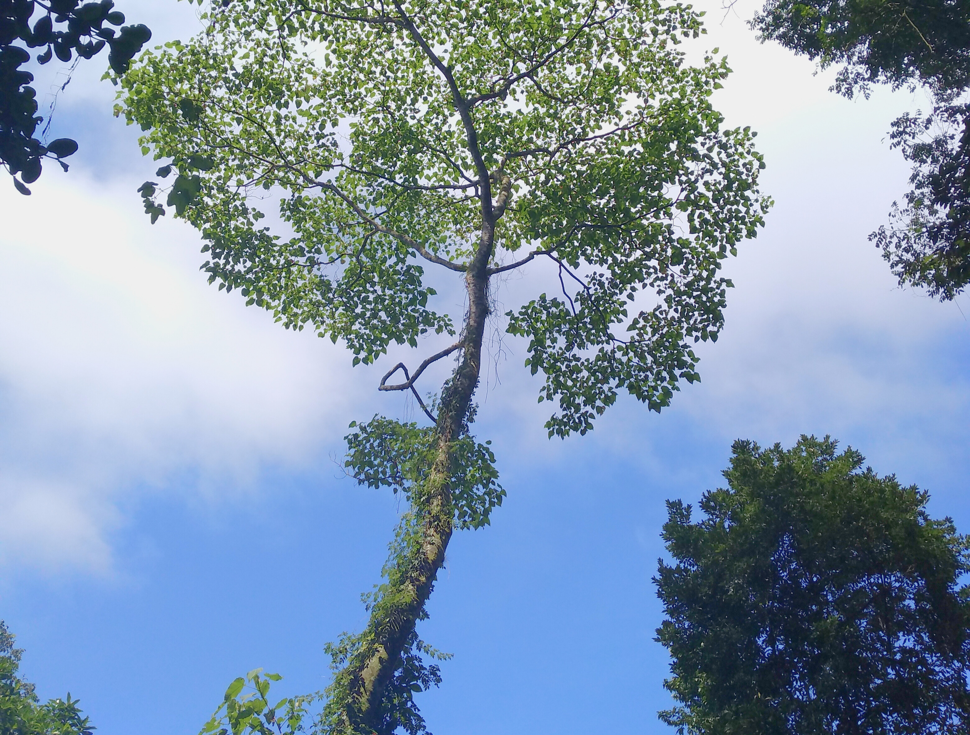 Pasiaje árboles