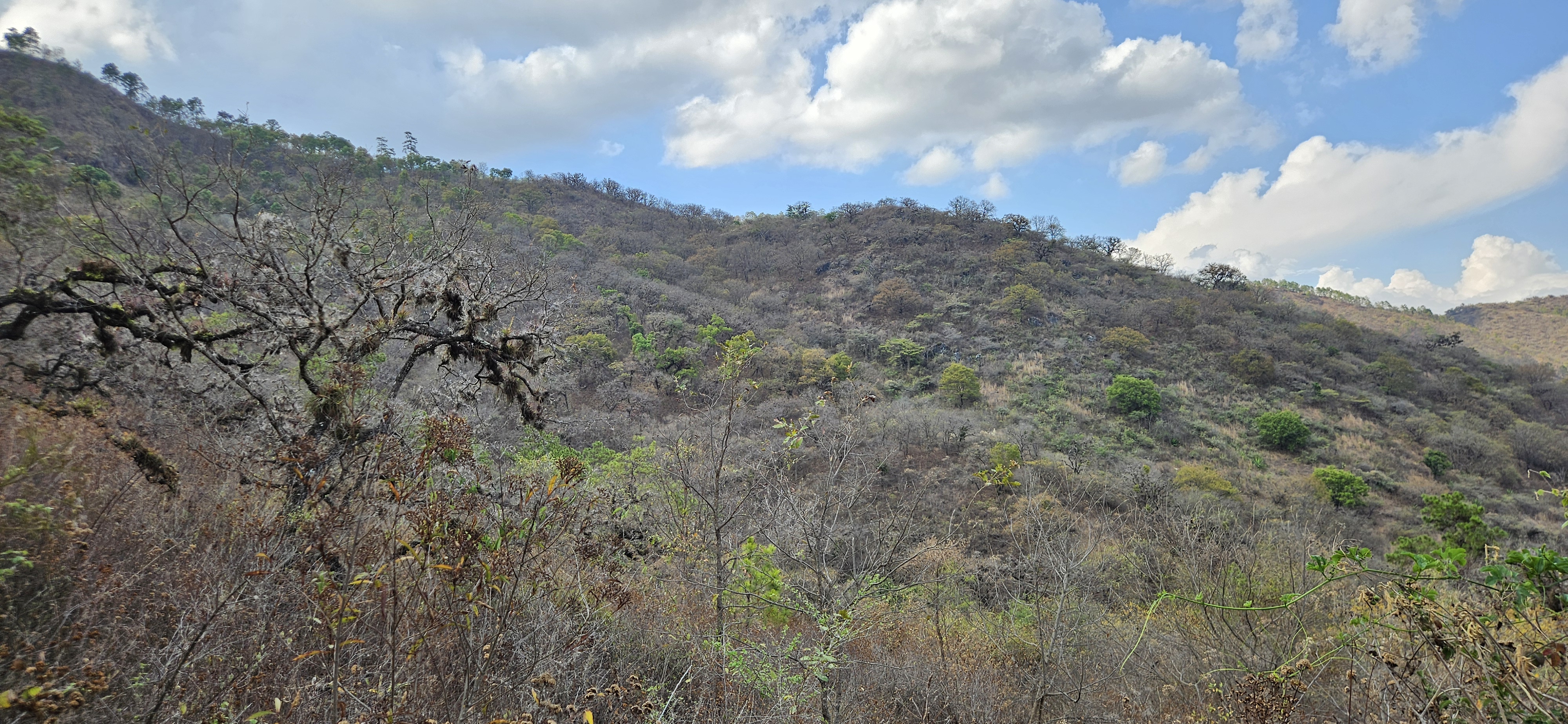 Paisaje / Bosque Seco