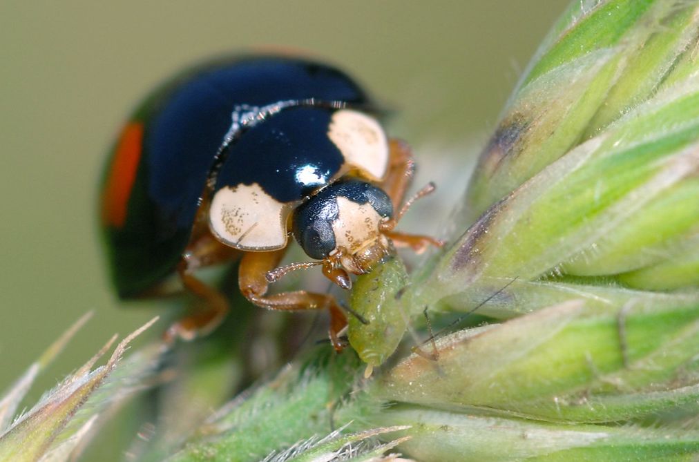 The Harlequin ladybird, native to Asia, is an invasive alien species widespread in Europe, North America, and parts of South America and Africa.