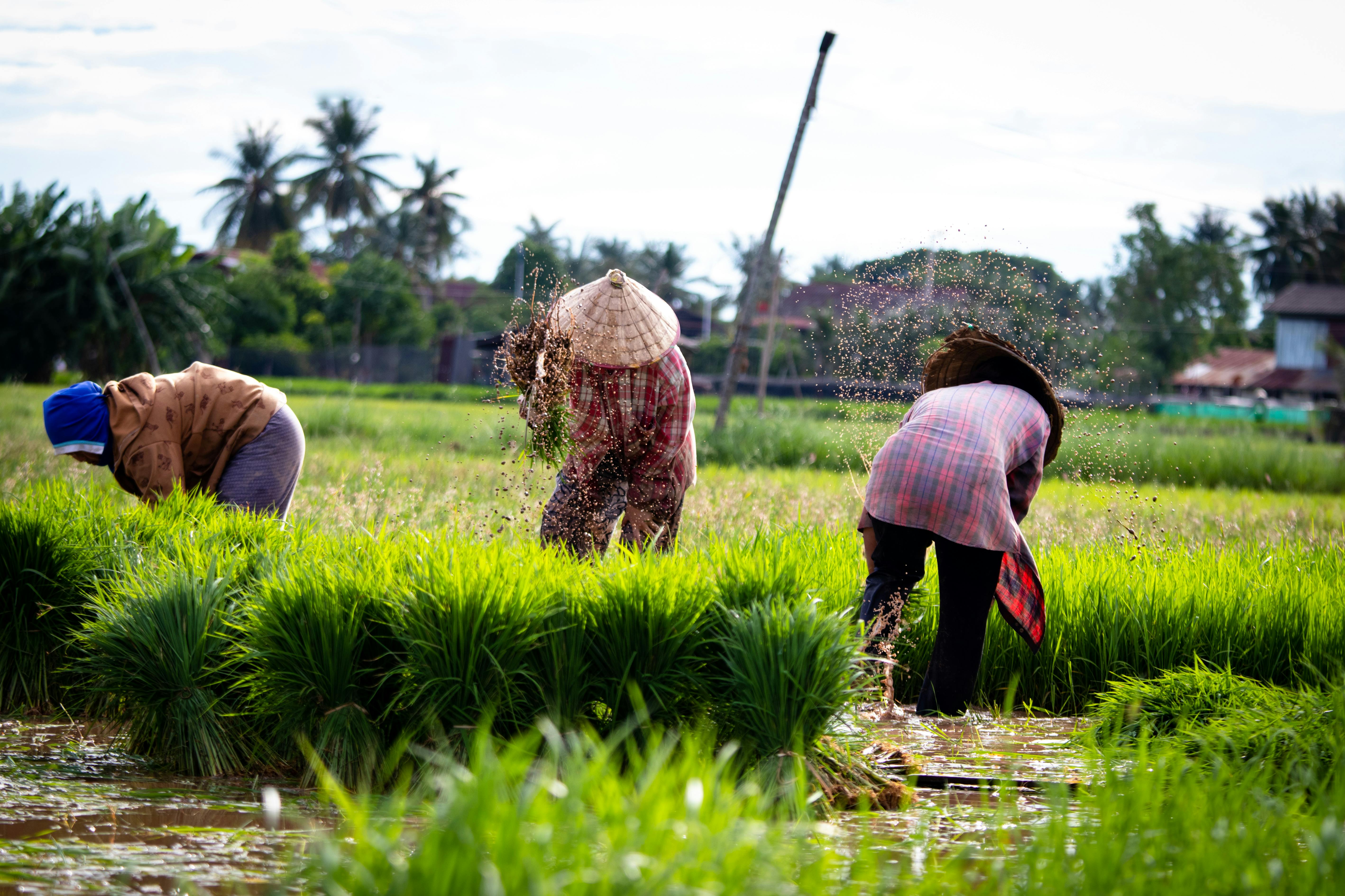 Photo by Mongkon Duangkhiew on Pexels