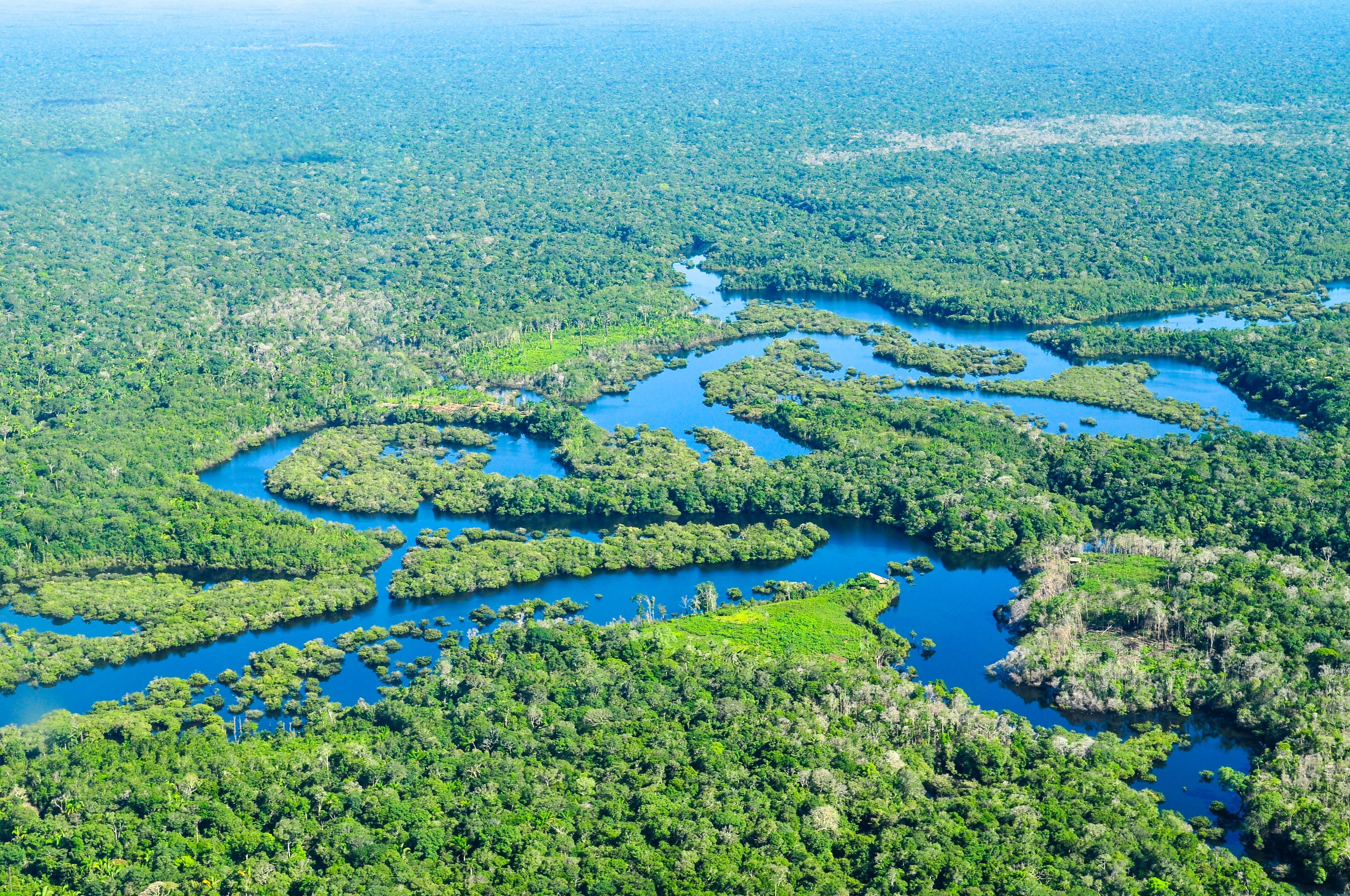 Preserving Earth’s last sanctuaries: A call for urgent action on primary forests