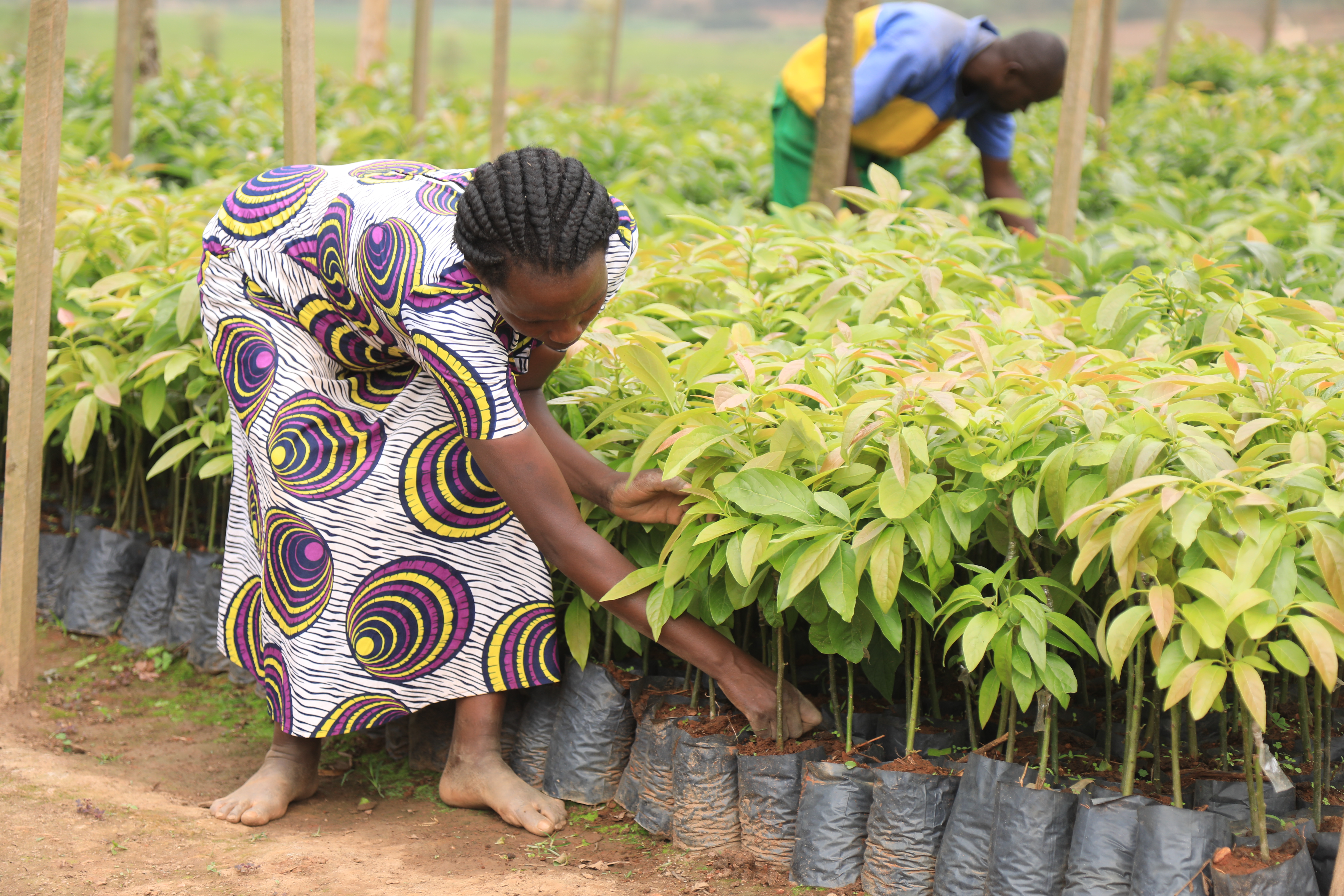 Women at the Heart of TREPA’s Land Restoration in Rwanda’s Eastern Province