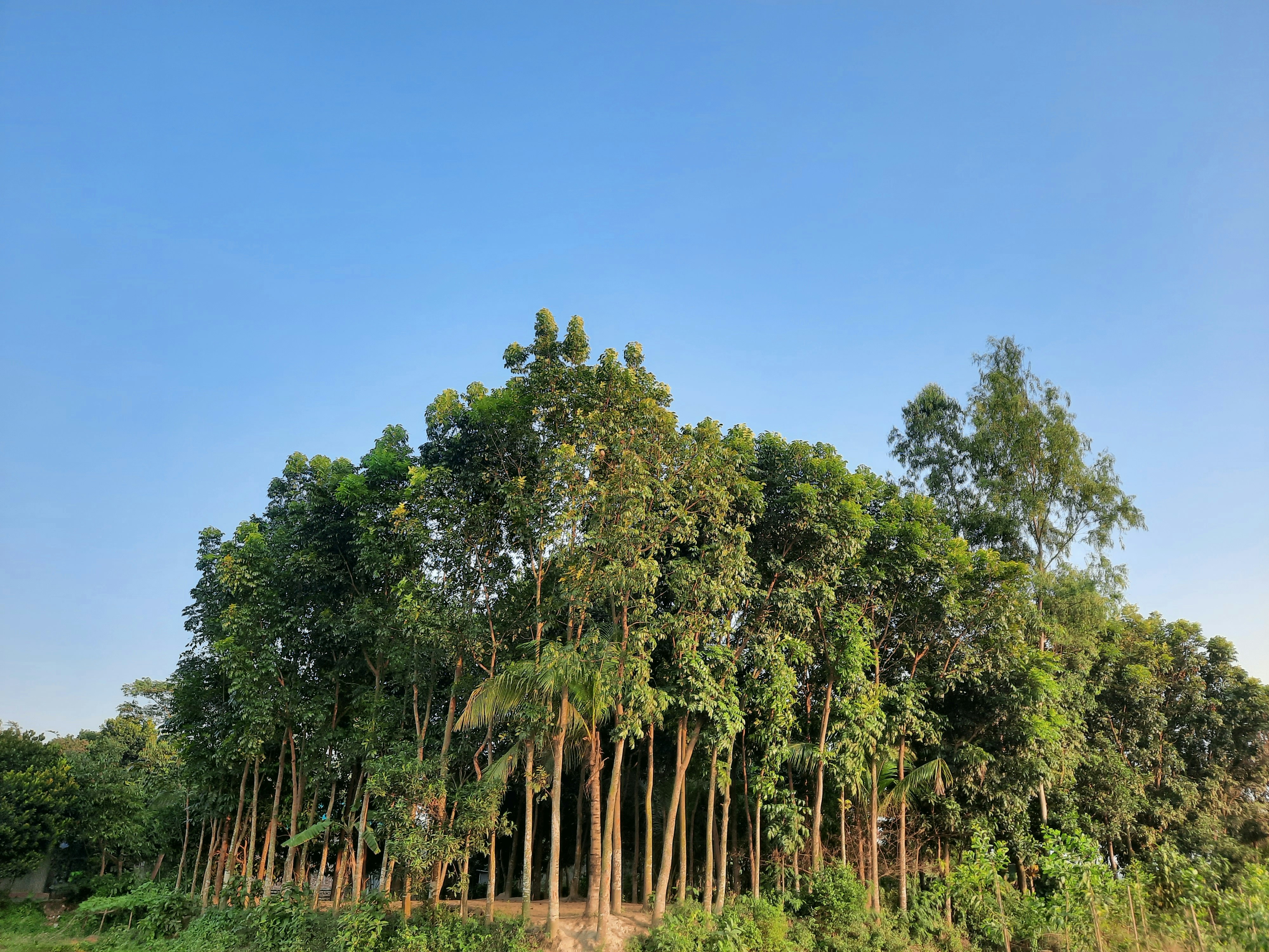 a group of trees in the middle of a field, Sylhet, Bangladesh