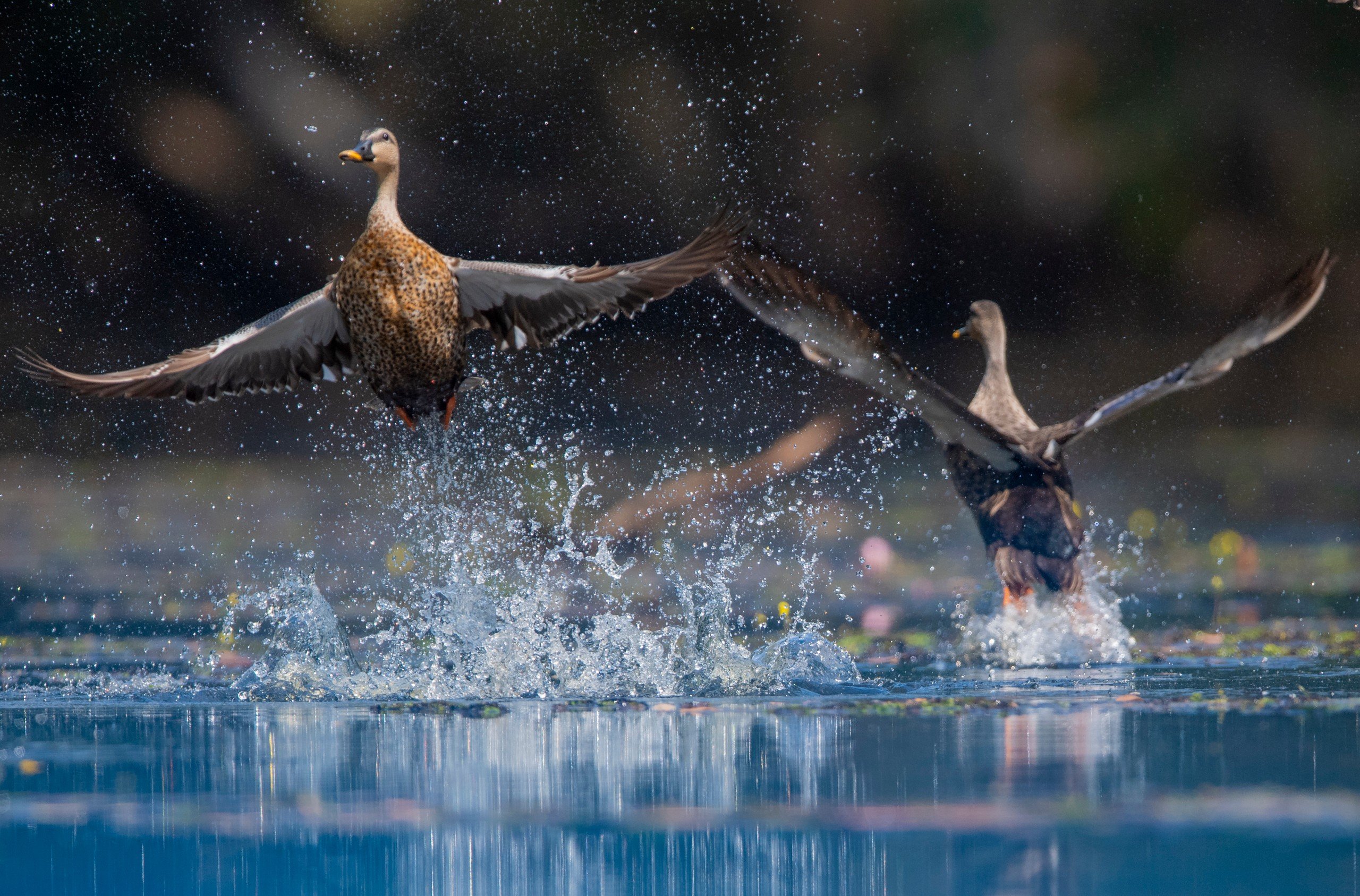 Indian spot-billed ducks in Tram Chim National Park, Viet Nam