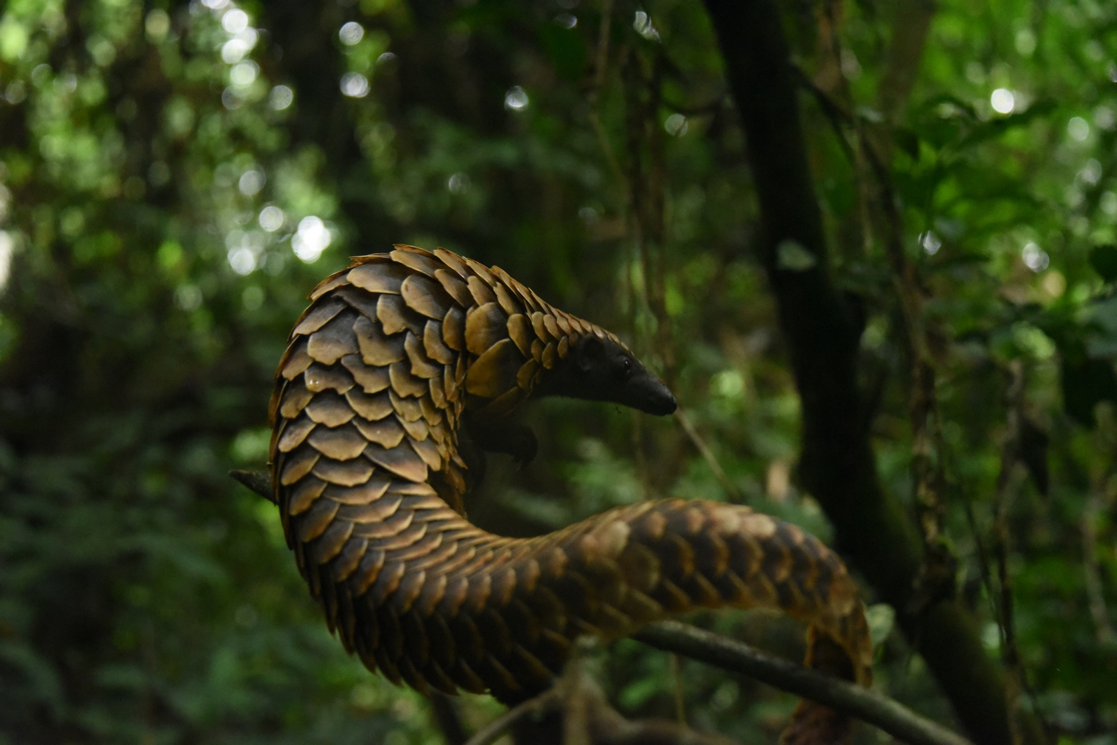 Launch of first-ever regional action plan for African pangolins
