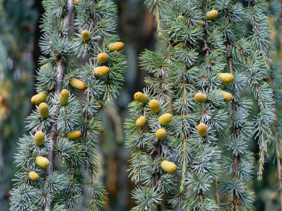 Close up photo of a Atlas Cedar tree's branches