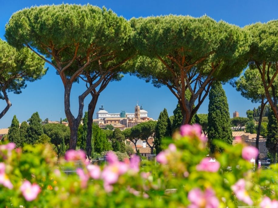 Stone pine trees with a building in the distance, in Rome