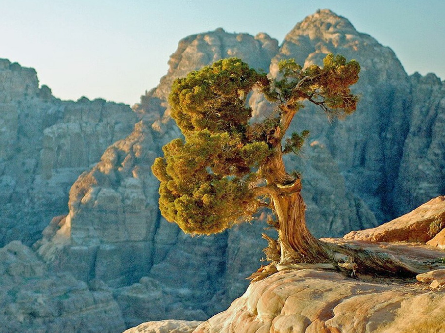 Mediterranean Juniper tree on the edge of a cliff in the mountains