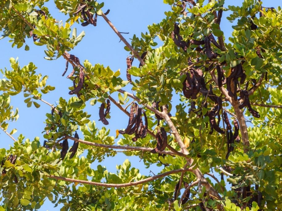 Close up of a carob tree's branches