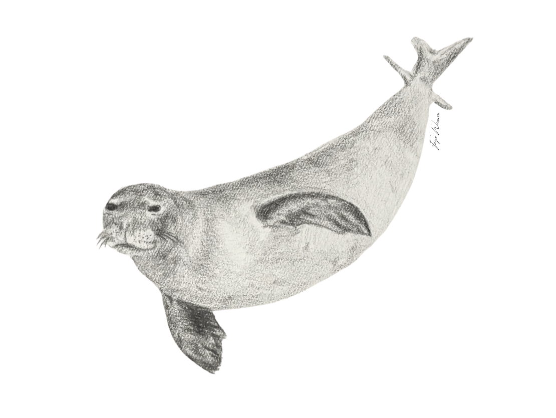 Pencil drawing of a monk seal
