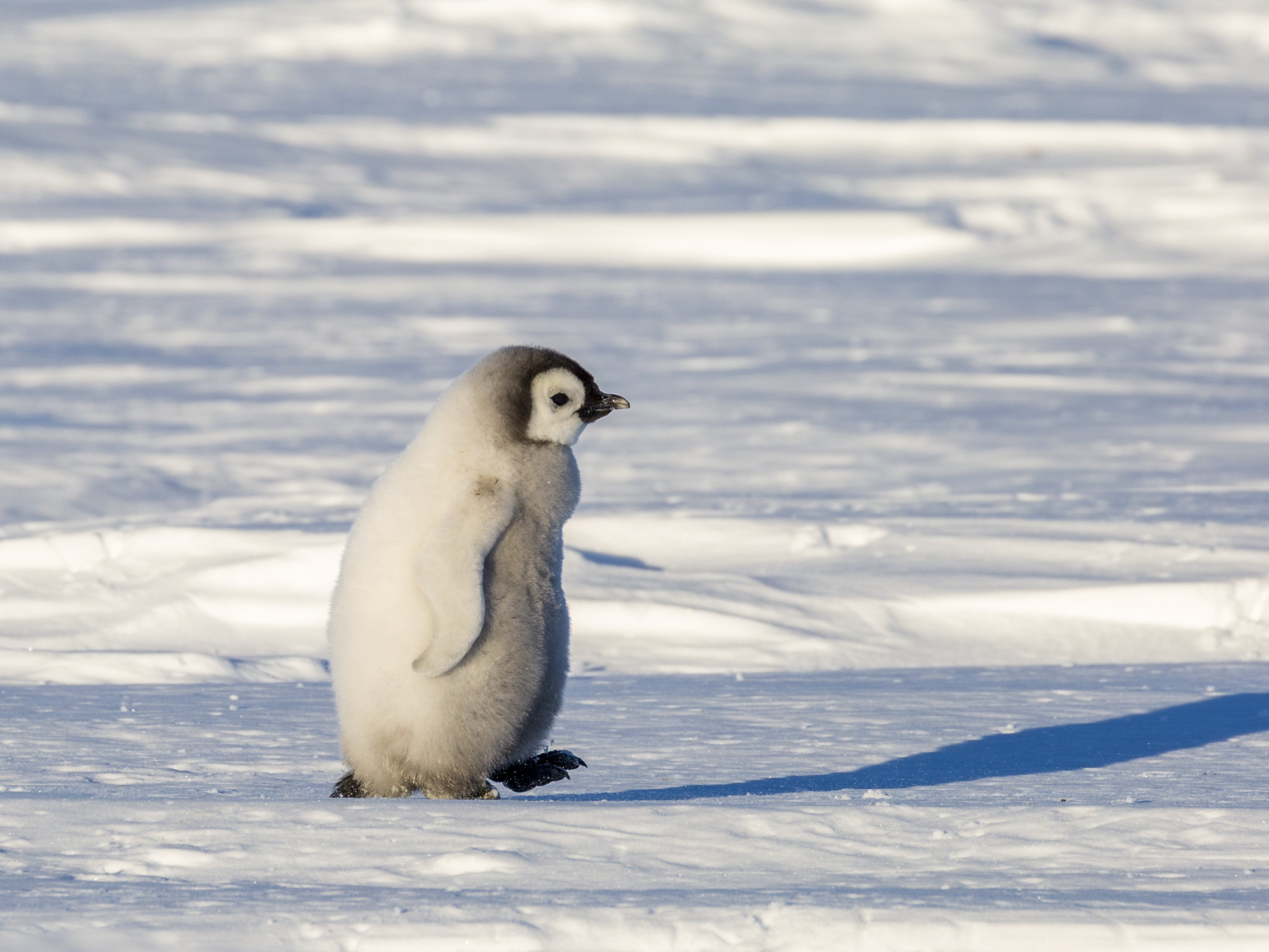 emperor_penguin_lost