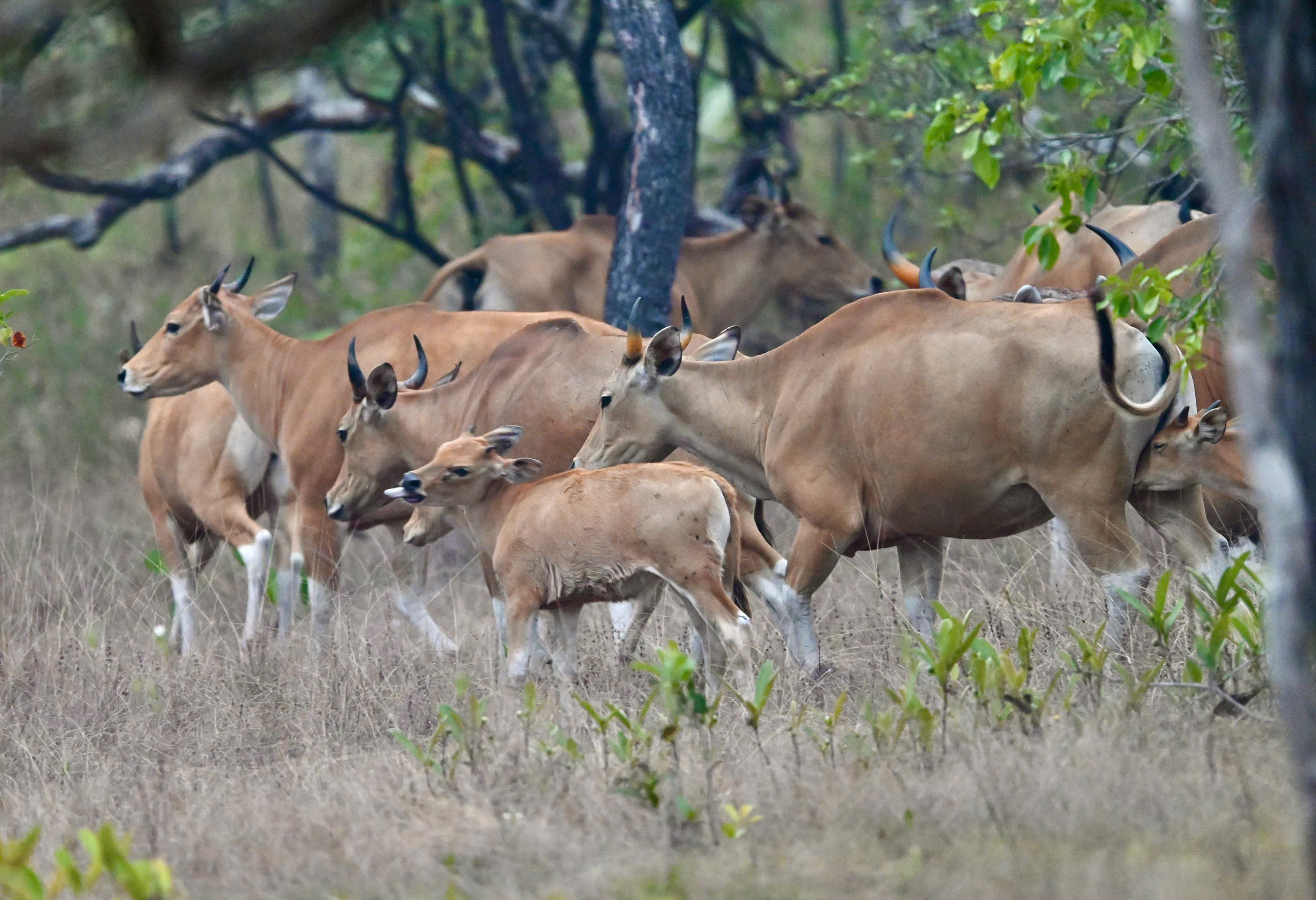 Banteng rewilding in Siam Pang Nature Sanctuary, Cambodia  