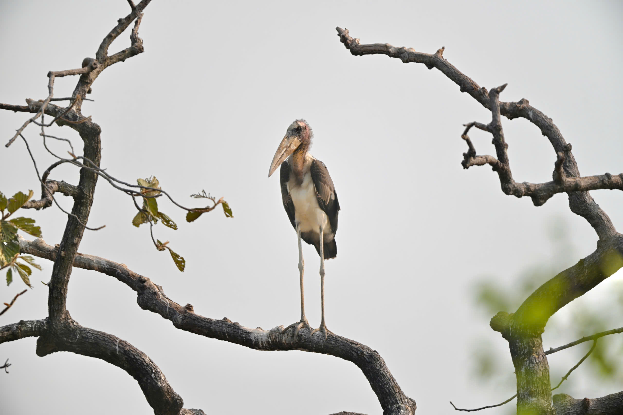 A Greater Ajutant Stork in Siam Pang Nature Sanctuary 