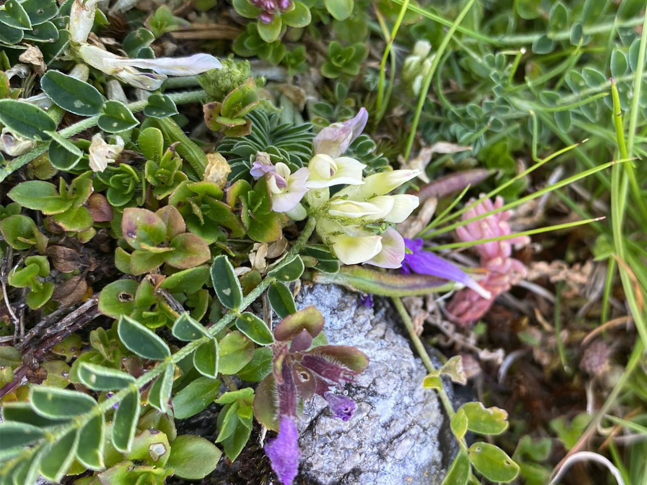 Fiala’s milk-vetch (Astragalus fialae)