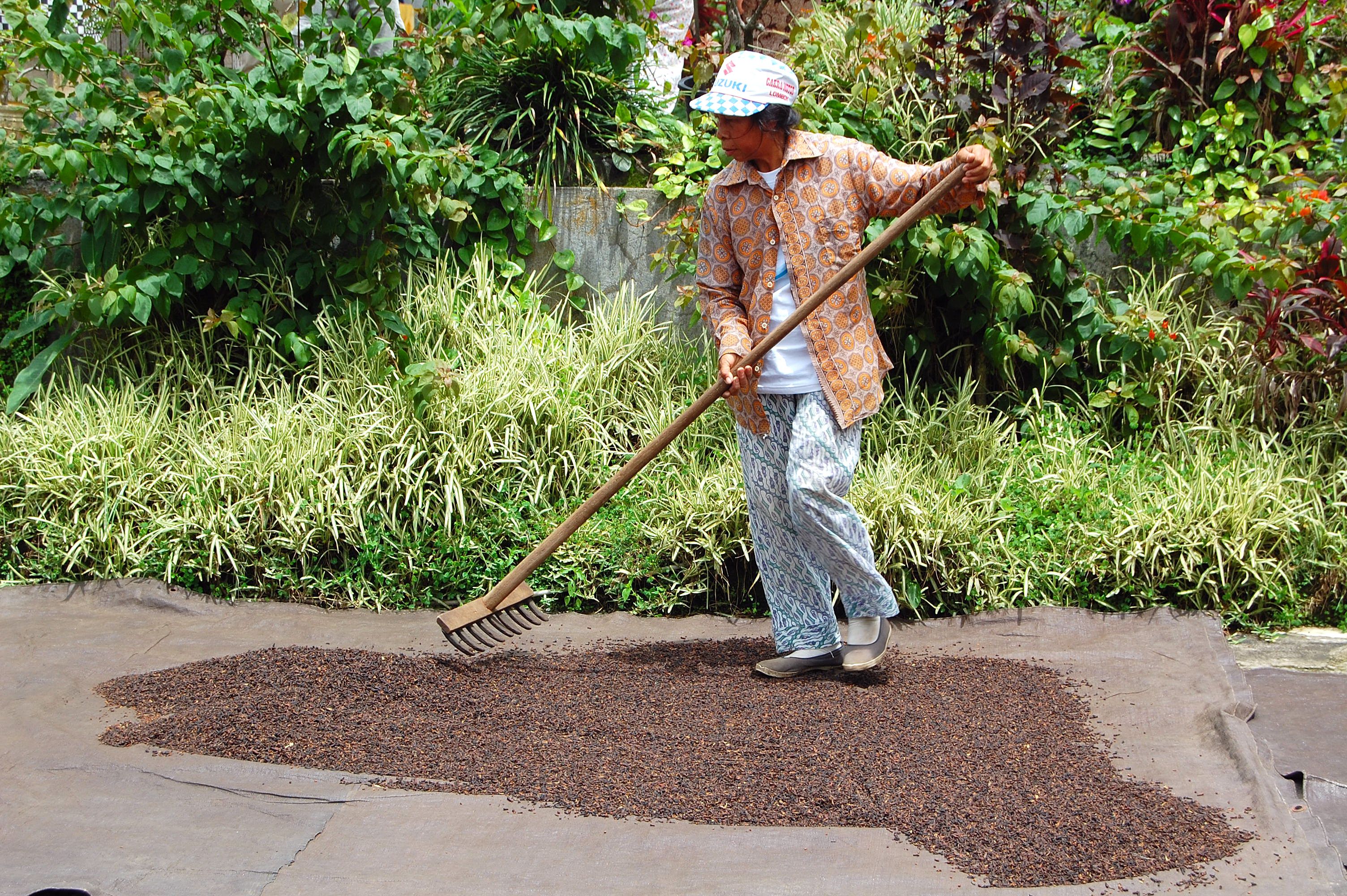 Woman drying cloves in Munduk, Bali, Indonesia