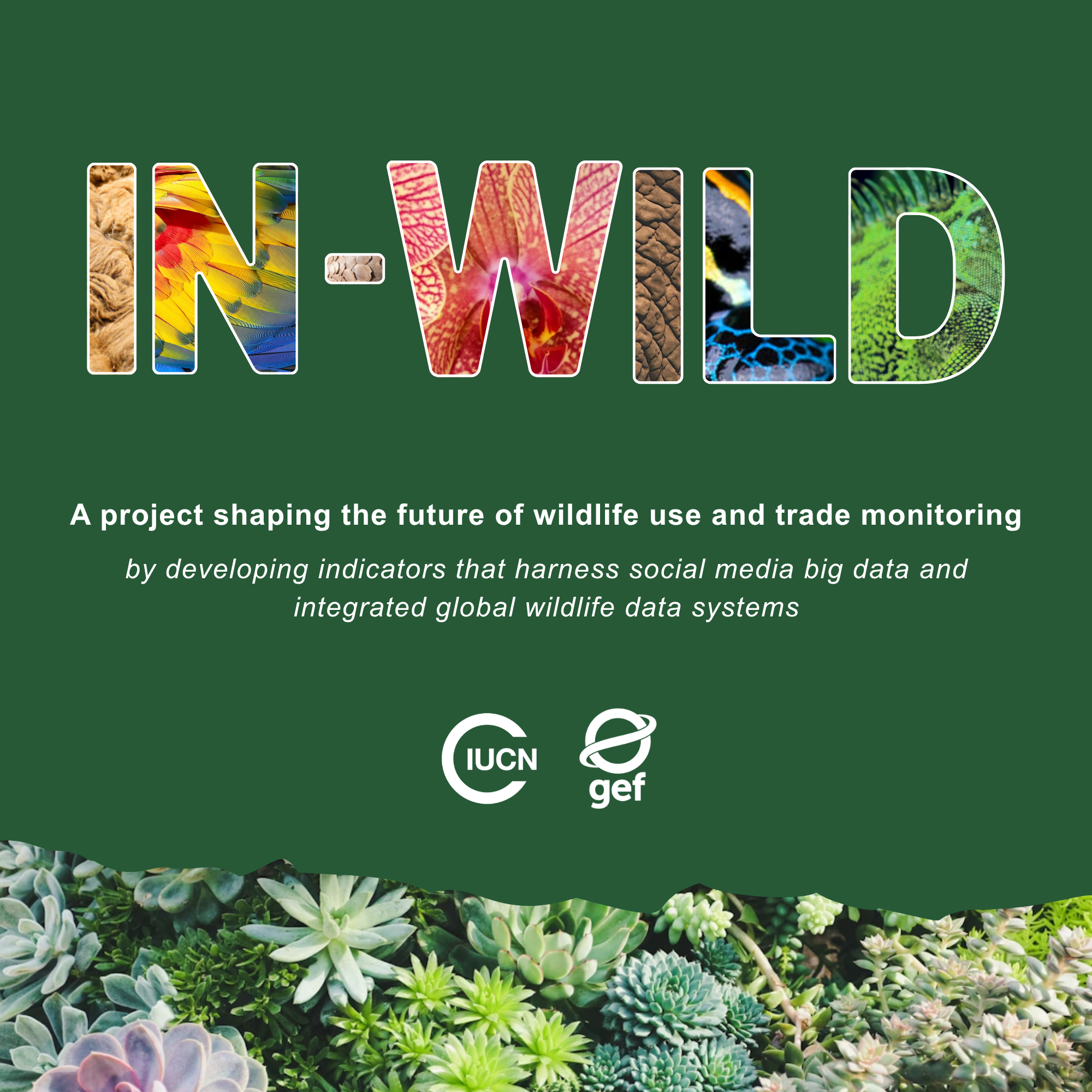 IN-WILD Square Slide