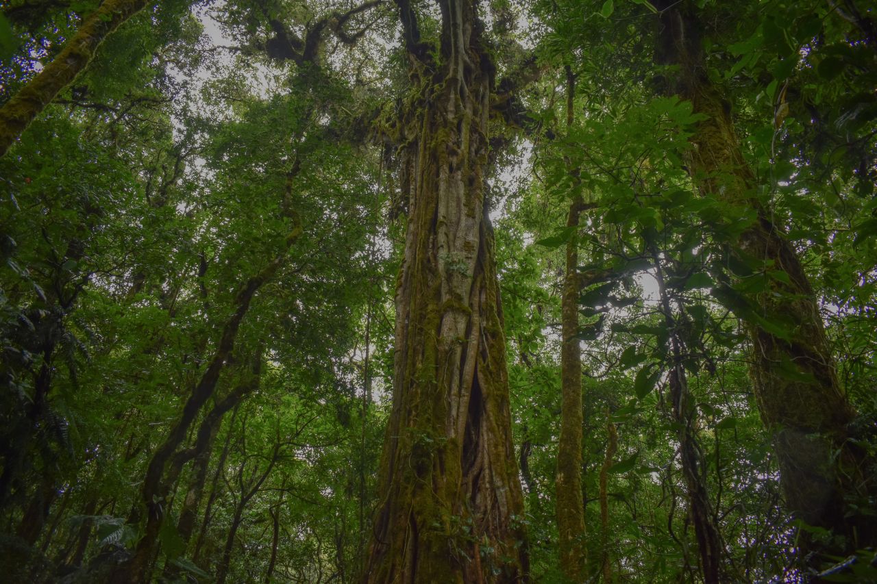 Reserva Biológica Bosque Nuboso Monteverde
