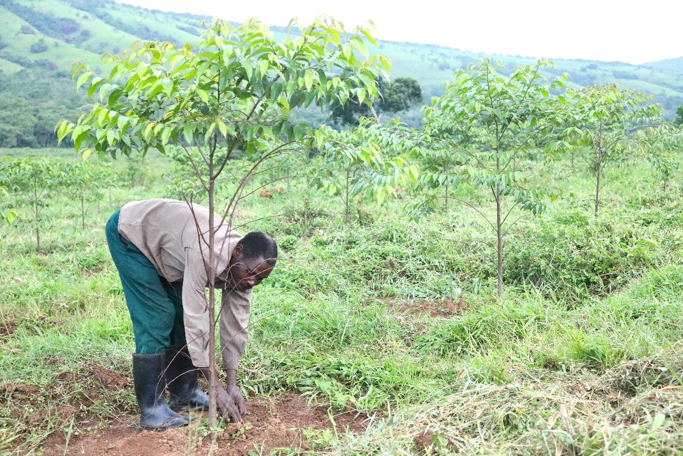 Jean Claude Habimana / IUCN  