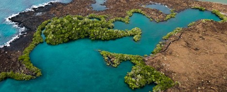 Manglares de Isabela - Islas Galápagos