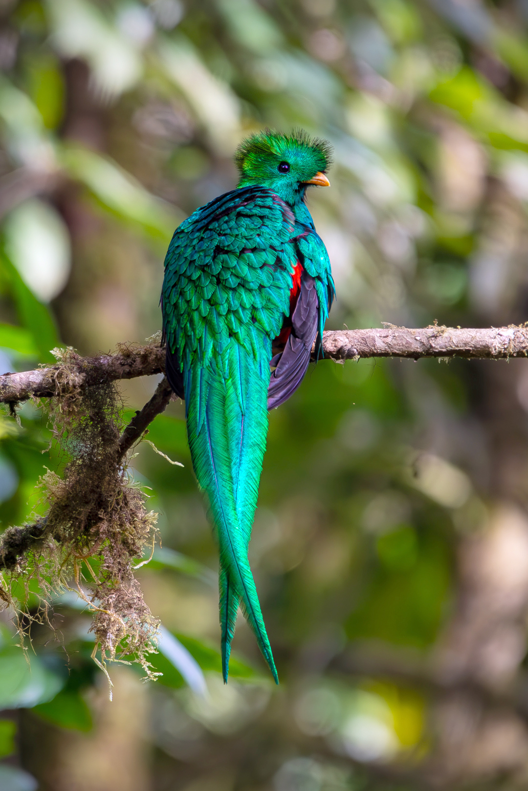 Reserva Biológica Bosque Nuboso Monteverde