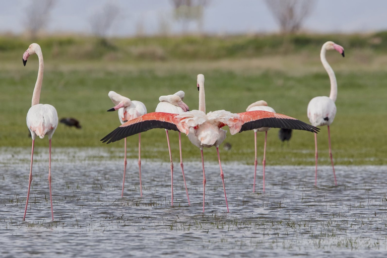 Flamingo North Africa