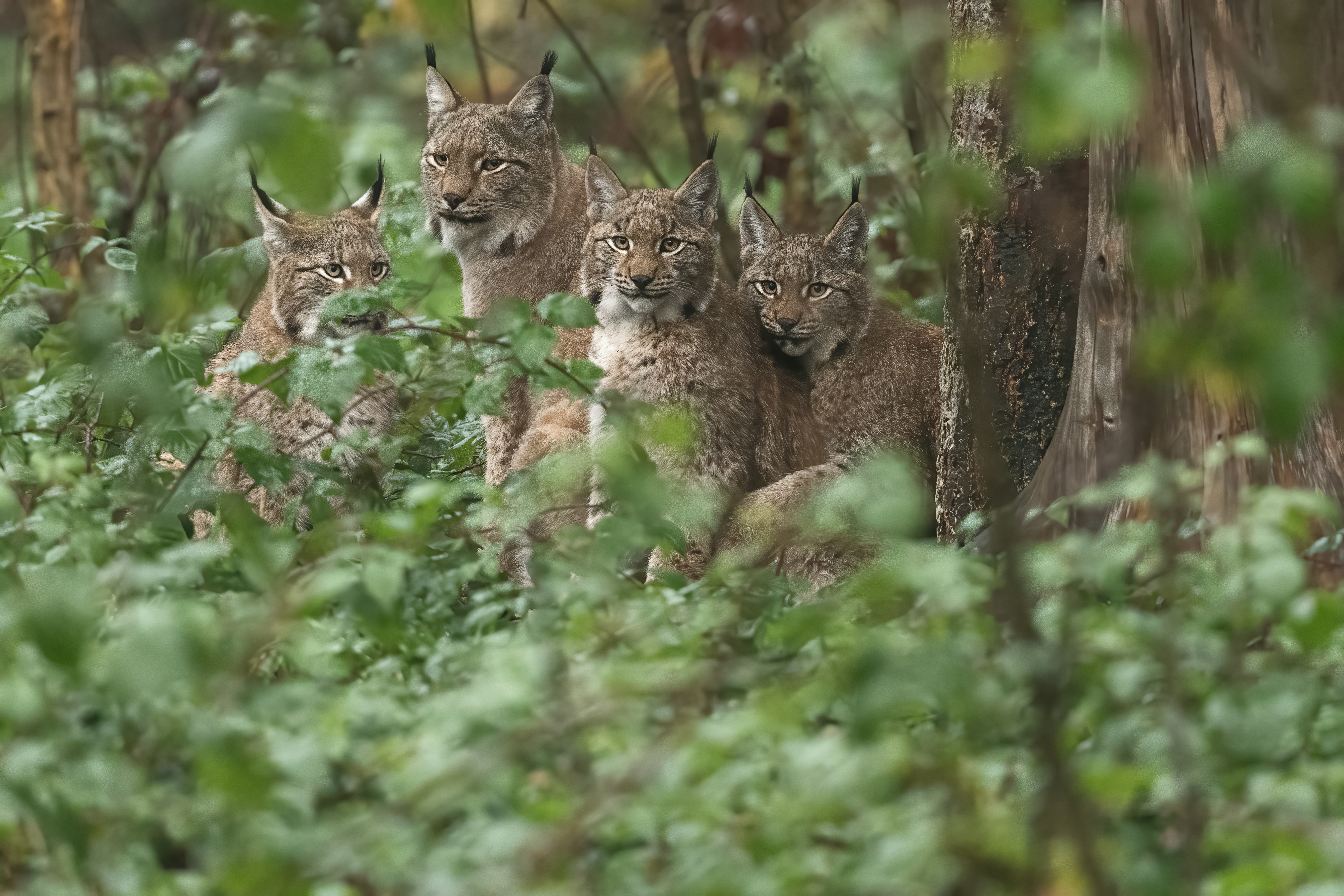 lynx