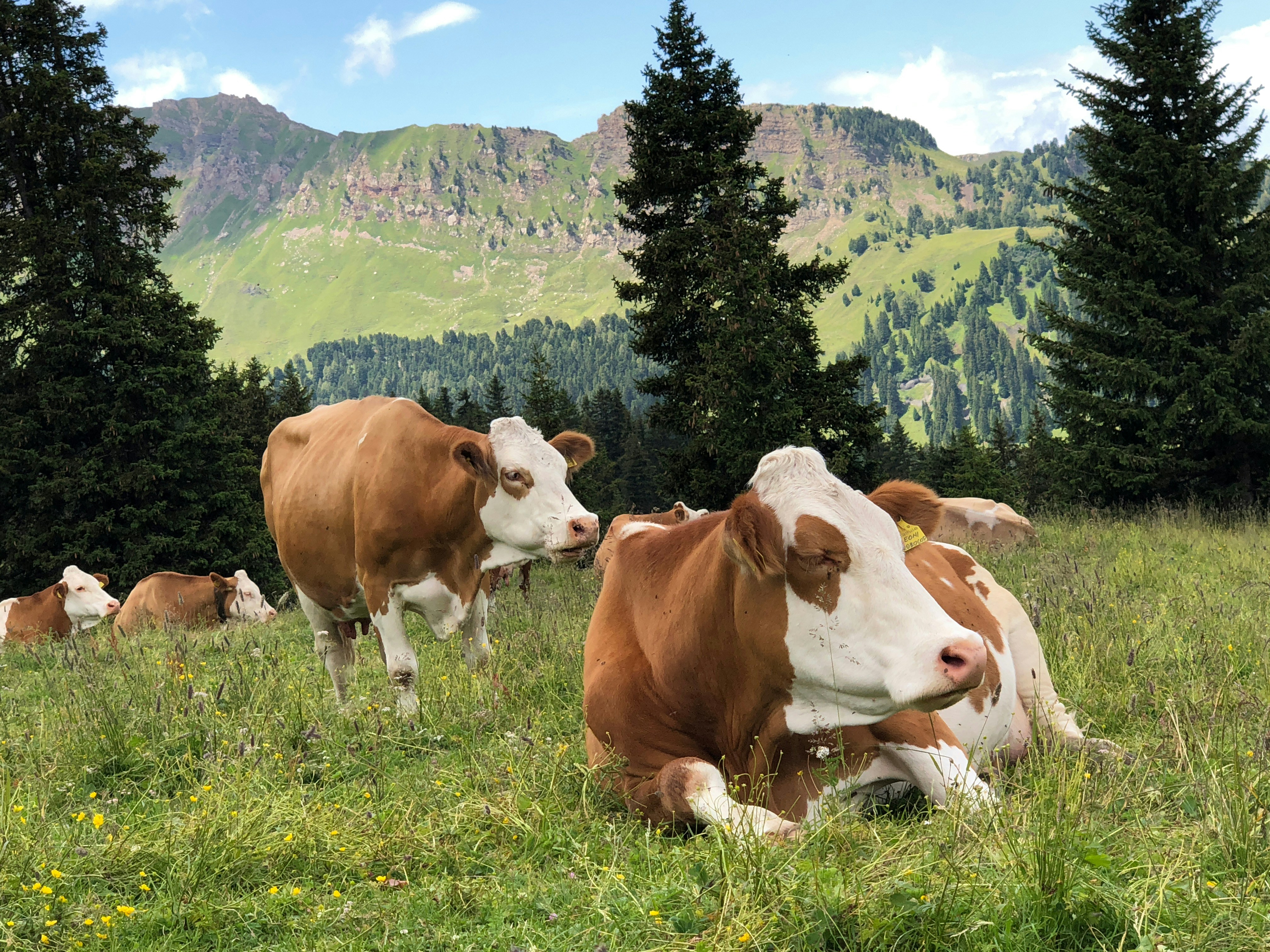 Cows in the Alps