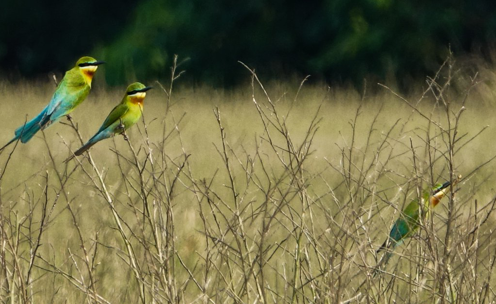 Two small blue and green birds perch on tall stalks of brown grass
