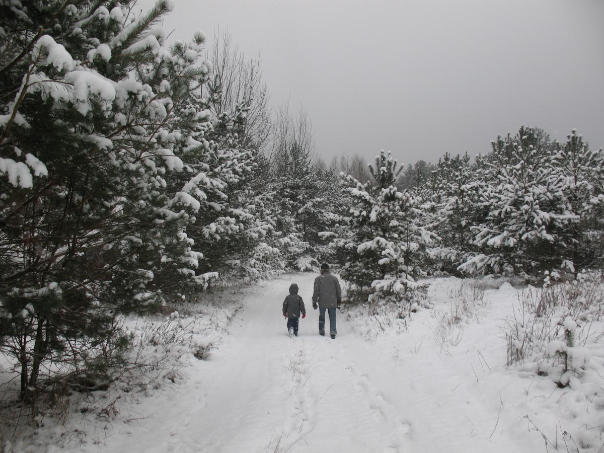 Man and child walking away down snowy road with pines