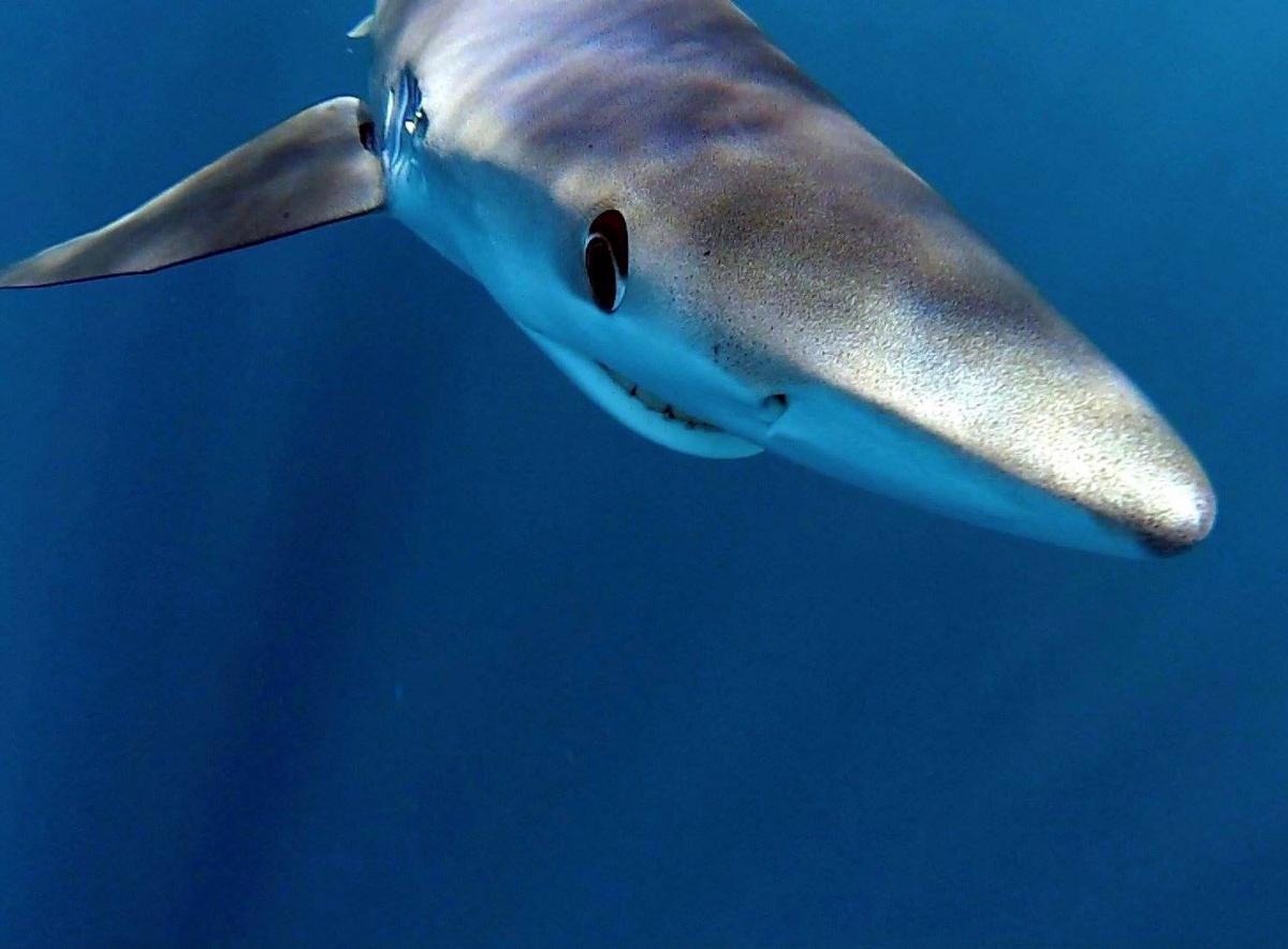 Голубая акула фото где водится