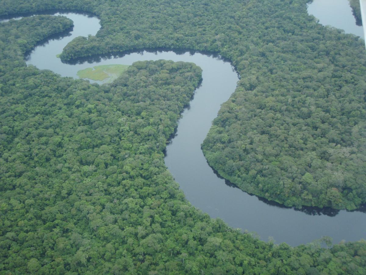 Aerial view of the forests of Salonga National Park, DRC