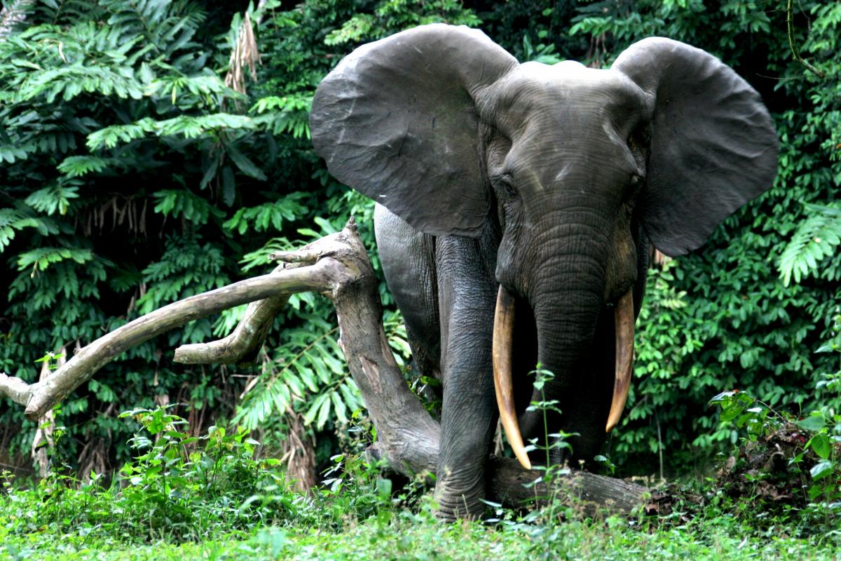  Forest Elephant, Conkouati-Douli National Park, Republic of  Congo