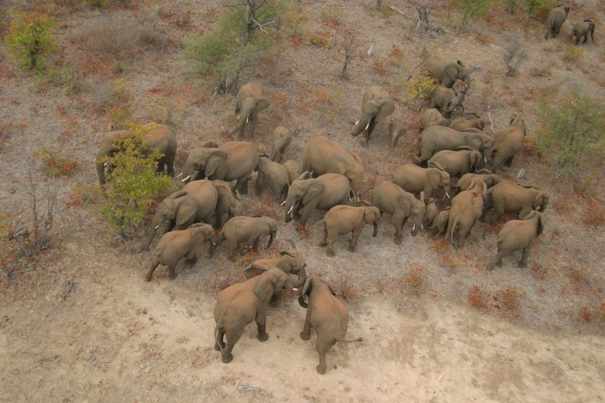 Counting Kruger elephant herd