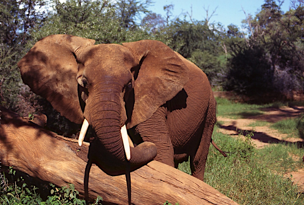 Elephants in Samburu National Park, Kenya
