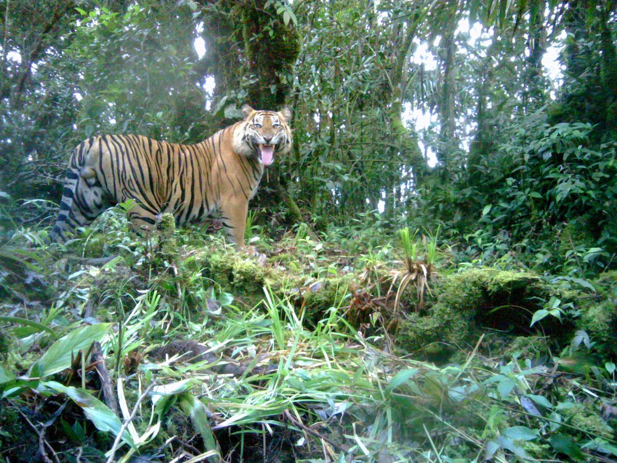 Tiger caught on camera trap