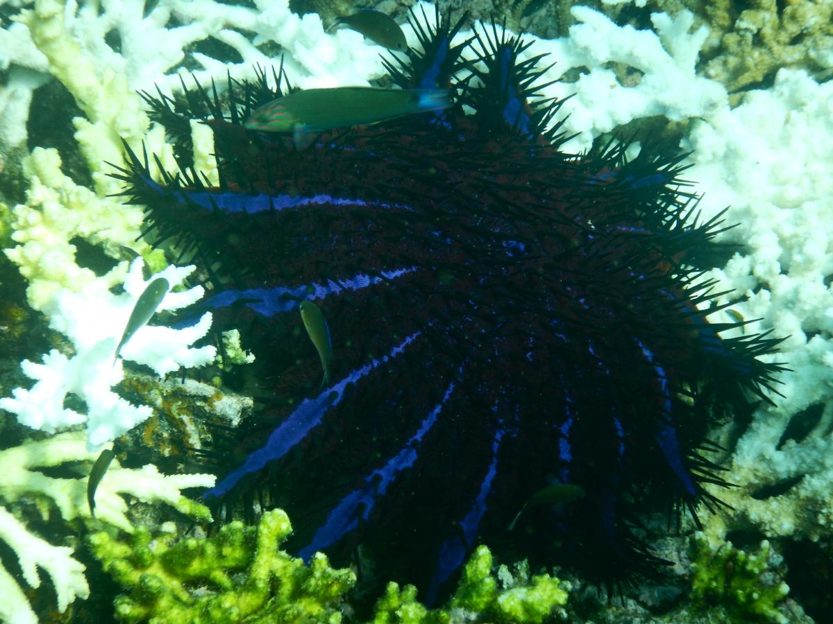Crown of thorn (Acanthaster sp.)