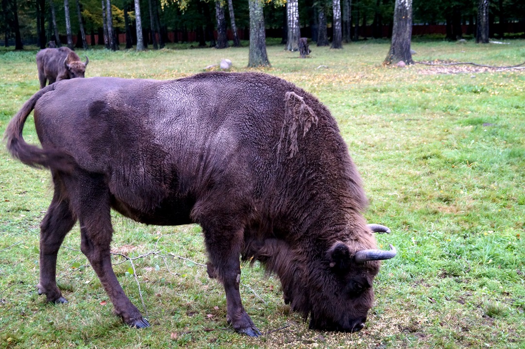 Bialowieza Forest, Poland and Belarus