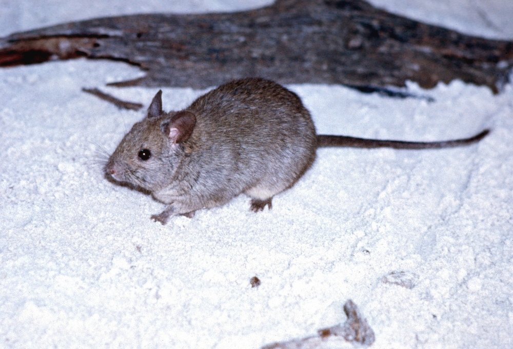 Greater Stick-nest Rat 
