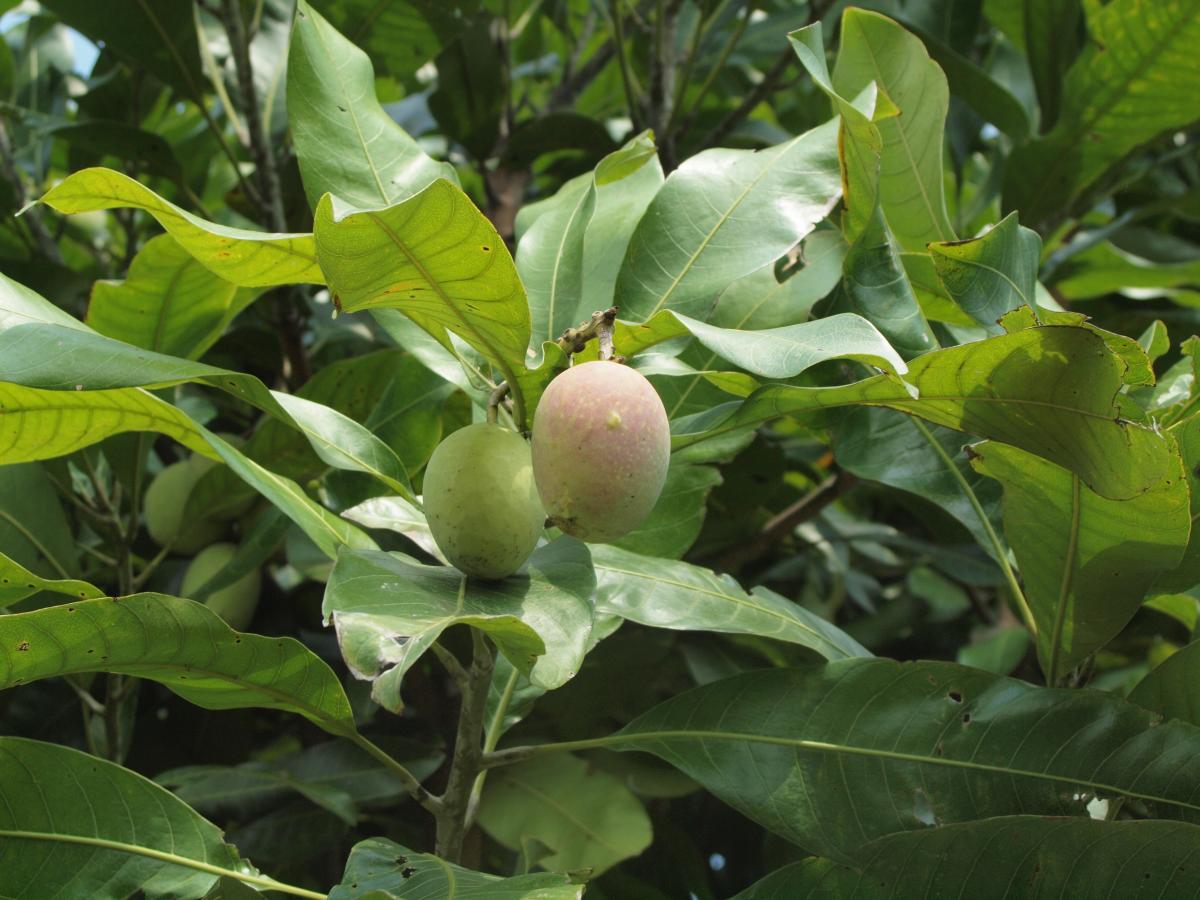 Kalimantan mango (mangifera casturi) 