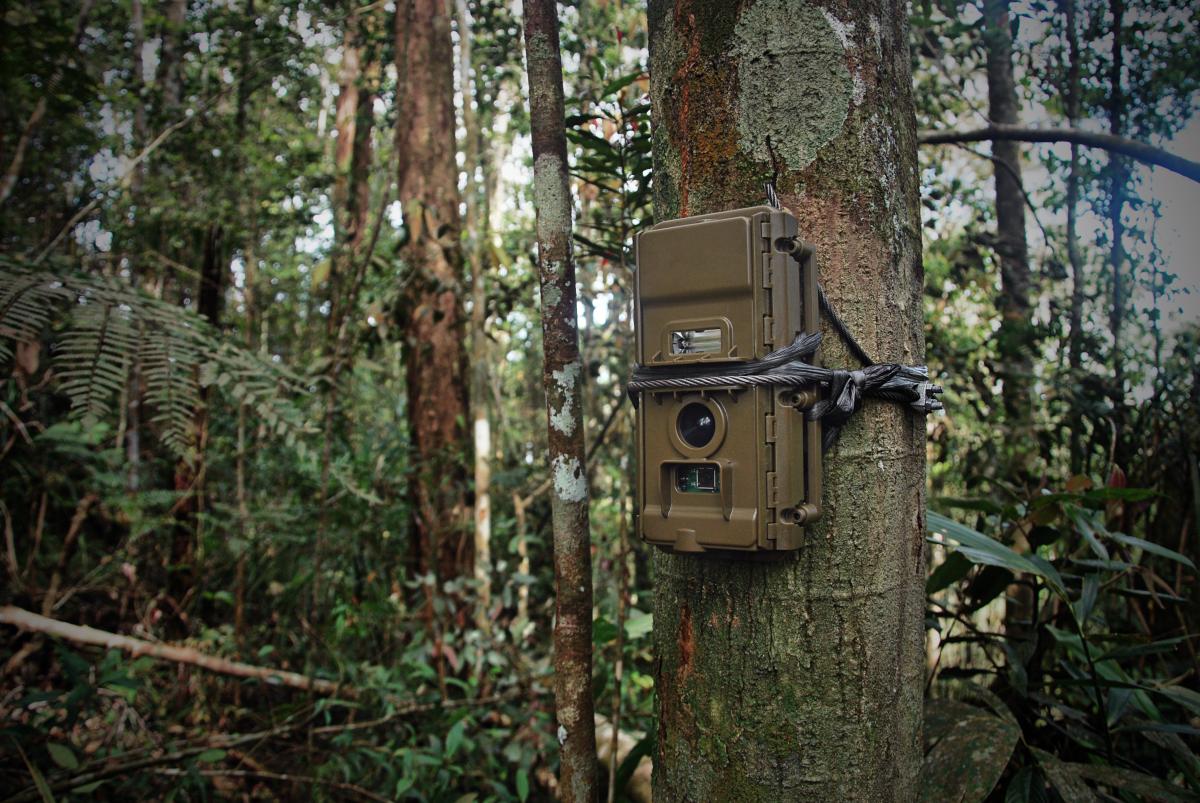 Camera trap on a tree