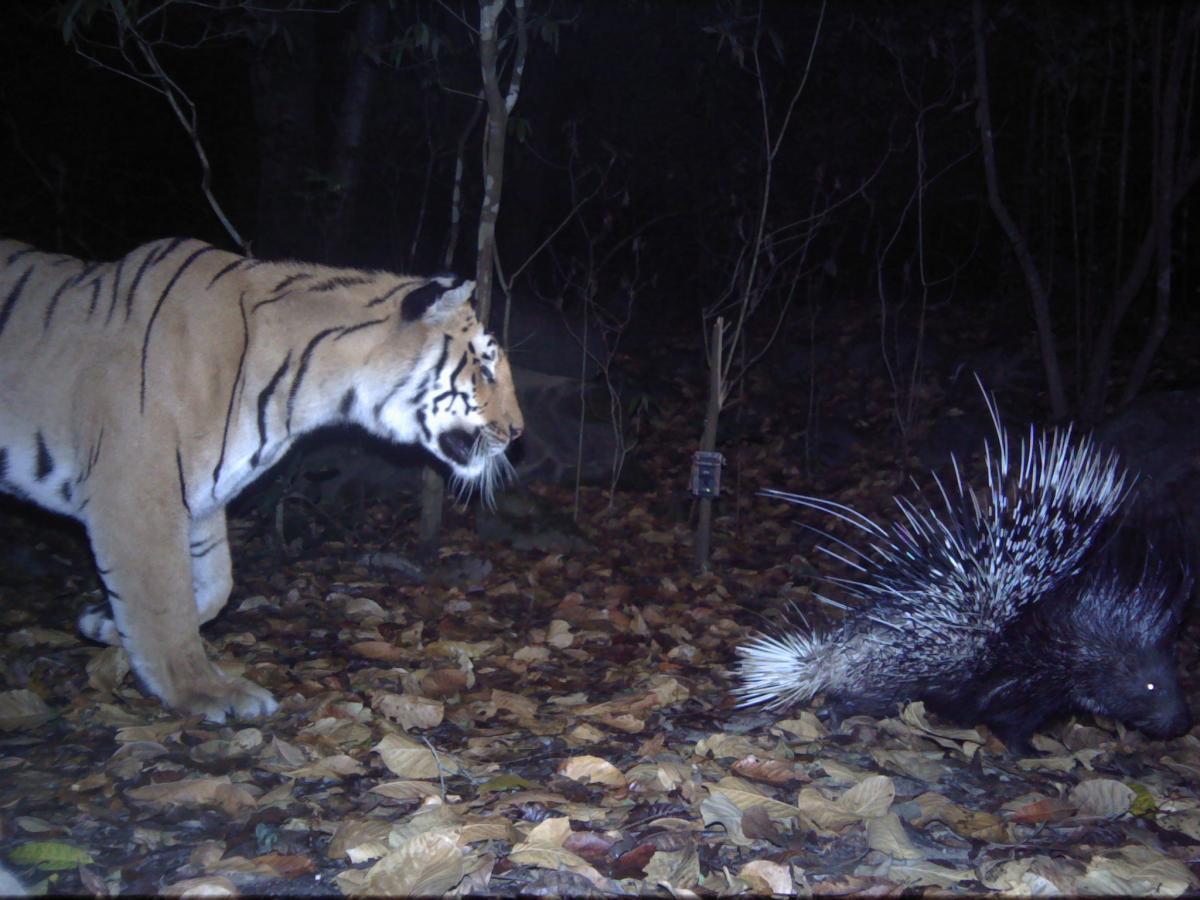 Tiger-Porcupine