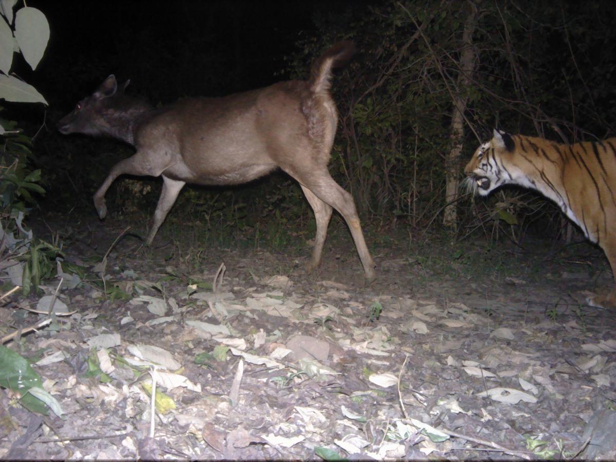 Tiger chasing sambar 