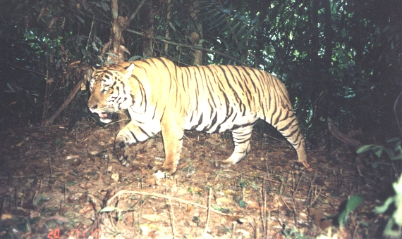 Tiger near Thai-Malaysian border
