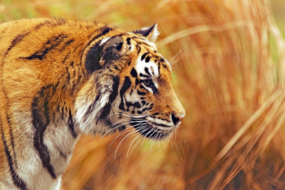 “Tiger by the grass” by Eric Kilby is licensed under CC BY-SA 2.0